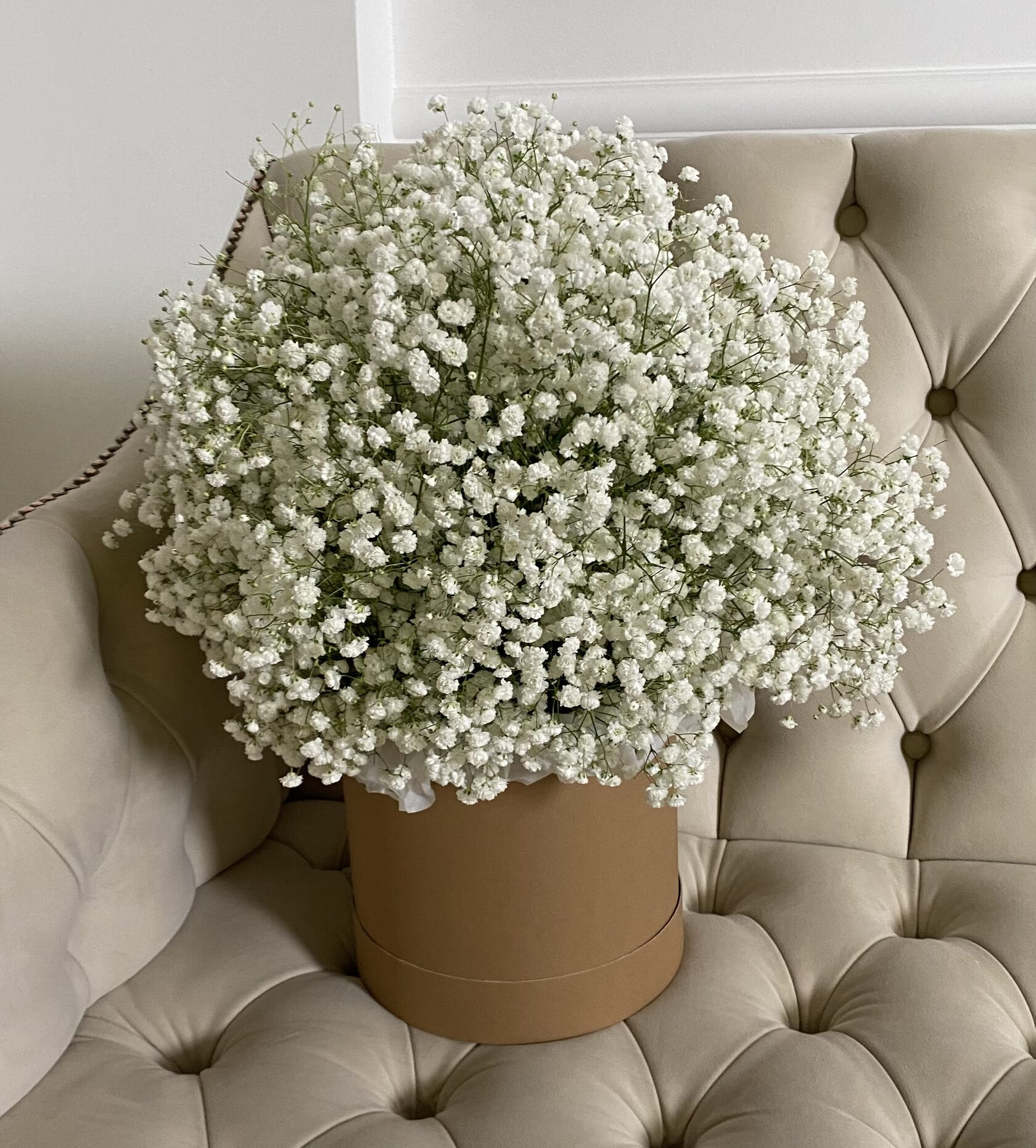 gypsophila